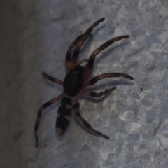 Lampona sp. (genus) (White-tailed spider) at Corio, VIC - 4 Dec 2010 by WendyEM