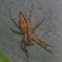 Helpis sp. (genus) (Unidentified Bronze Jumping Spider) at Corio, VIC - 4 Dec 2010 by WendyEM