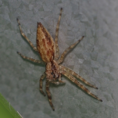 Helpis sp. (genus) (Unidentified Bronze Jumping Spider) at Corio, VIC - 4 Dec 2010 by WendyEM