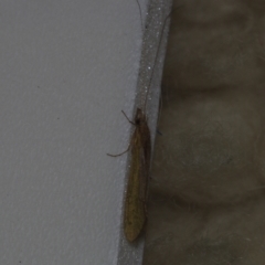 Trichoptera (order) (Unidentified Caddisfly) at Corio, VIC - 4 Dec 2010 by WendyEM