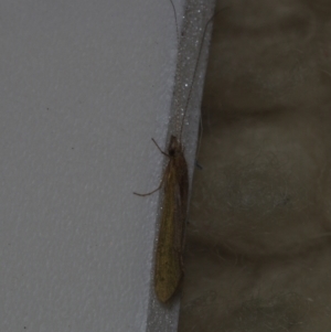 Trichoptera (order) at Corio, VIC - 4 Dec 2010 09:26 PM