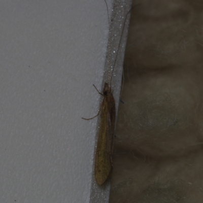 Trichoptera (order) (Unidentified Caddisfly) at Corio, VIC - 4 Dec 2010 by WendyEM