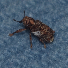 Orthorhinus klugii (Vine weevil) at Corio, VIC - 5 Dec 2010 by WendyEM