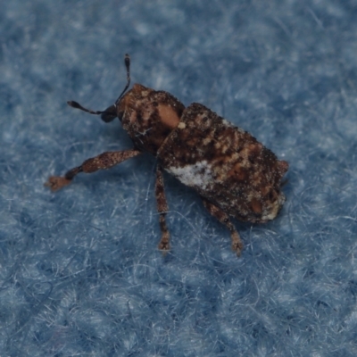 Orthorhinus klugii (Vine weevil) at Corio, VIC - 5 Dec 2010 by WendyEM