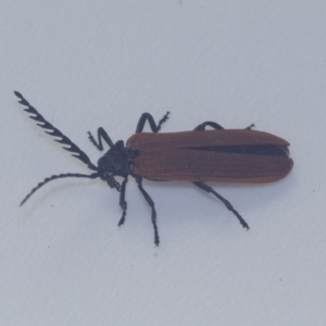 Porrostoma rhipidium at Corio, VIC - 4 Dec 2010 09:40 PM