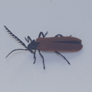 Porrostoma rhipidium (Long-nosed Lycid (Net-winged) beetle) at Corio, VIC by WendyEM