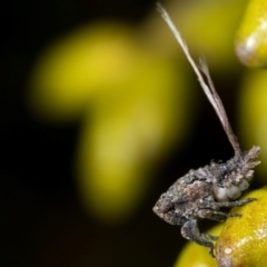 Unidentified Leafhopper or planthopper (Hemiptera, several families) at Coolatai, NSW - 13 Sep 2010 by AlexDudley