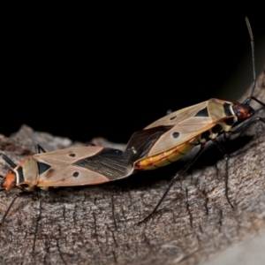 Dysdercus sidae at Coolatai, NSW - 27 Sep 2010