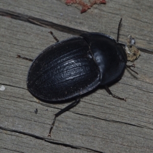 Pterohelaeus sp. (genus) at Corio, VIC - 4 Dec 2010 10:57 PM