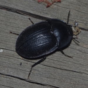 Pterohelaeus sp. (genus) (Pie-dish beetle) at Corio, VIC by WendyEM