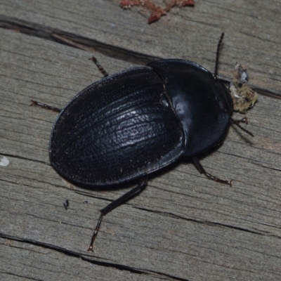 Pterohelaeus sp. (genus) (Pie-dish beetle) at Corio, VIC - 4 Dec 2010 by WendyEM
