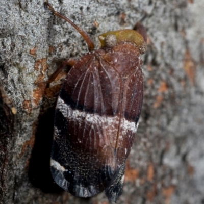 Unidentified Leafhopper or planthopper (Hemiptera, several families) at Coolatai, NSW - 9 Nov 2010 by AlexDudley