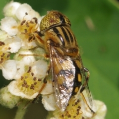 Eristalinus punctulatus at Corio, VIC - 4 Dec 2010 by WendyEM