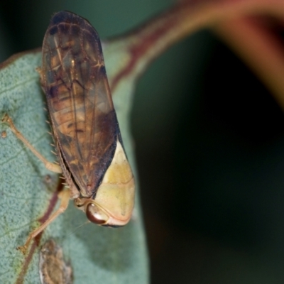 Unidentified Leafhopper or planthopper (Hemiptera, several families) at Coolatai, NSW - 9 Nov 2010 by AlexDudley