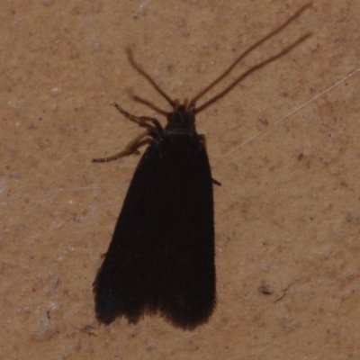 Lecithocera (genus) (A Gelechioid moth (Lecithoceridae)) at Corio, VIC - 5 Dec 2010 by WendyEM