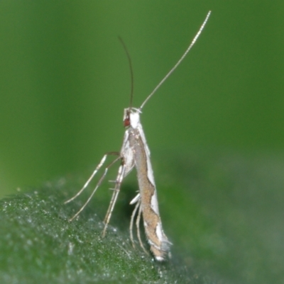 Dialectica scalariella (Echium Leaf Miner) at Corio, VIC - 5 Dec 2010 by WendyEM
