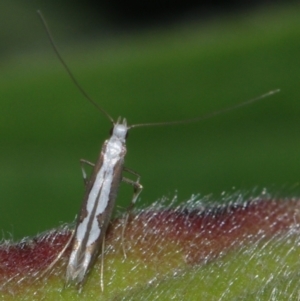 Dialectica scalariella at Corio, VIC - 5 Dec 2010