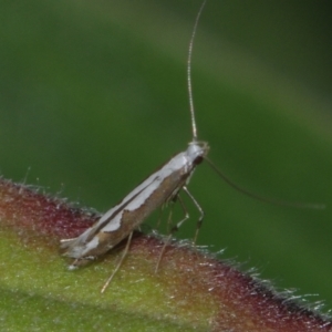 Dialectica scalariella at Corio, VIC - suppressed