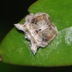 Unidentified Orb-weaving spider (several families) at Corio, VIC - 4 Dec 2010 by WendyEM