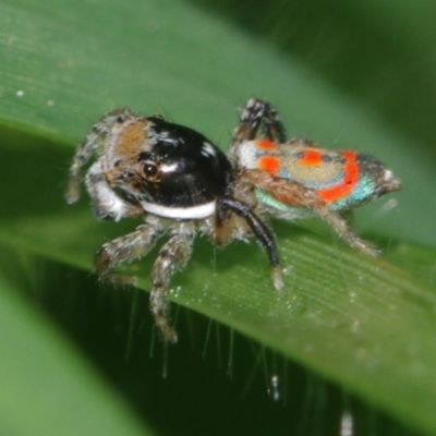 Maratus pavonis (Dunn's peacock spider) at Corio, VIC - 5 Dec 2010 by WendyEM