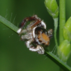Maratus pavonis at Corio, VIC - suppressed