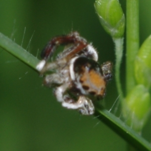 Maratus pavonis at Corio, VIC - suppressed