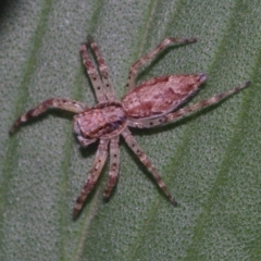 Helpis sp. (genus) (Unidentified Bronze Jumping Spider) at Corio, VIC - 5 Dec 2010 by WendyEM