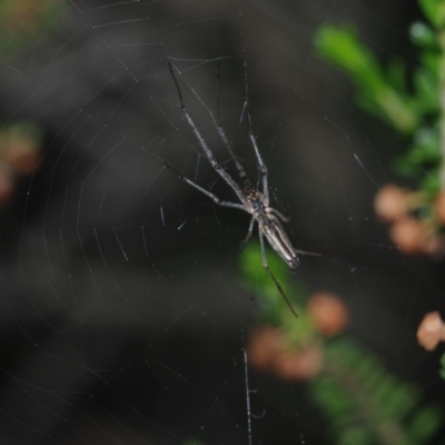 Tetragnatha demissa (Crouching Long-jawed Spider) at Corio, VIC - 5 Dec 2010 by WendyEM