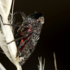 Dardus (Genus) (A leafhopper) at Coolatai, NSW - 6 Mar 2015 by AlexDudley