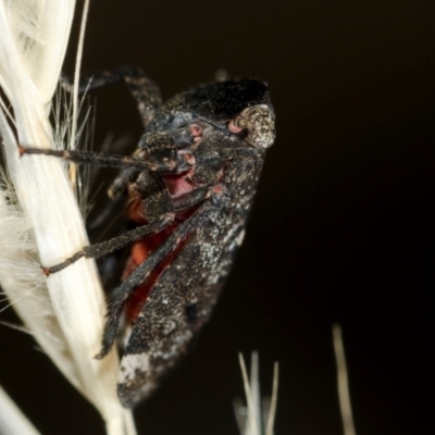 Unidentified Leafhopper or planthopper (Hemiptera, several families) at Coolatai, NSW - 6 Mar 2015 by AlexDudley