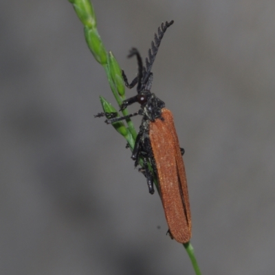 Porrostoma rhipidium (Long-nosed Lycid (Net-winged) beetle) at Corio, VIC - 4 Dec 2010 by WendyEM