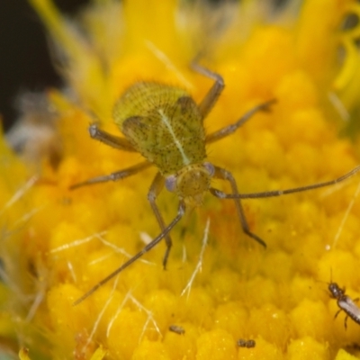 Unverified Psyllid, lerp, aphid or whitefly (Hemiptera, several families) at Coolatai, NSW - 11 Jun 2019 by AlexDudley