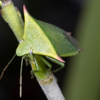 Unidentified Shield, Stink or Jewel Bug (Pentatomoidea) at Coolatai, NSW - 2 Sep 2021 by AlexDudley