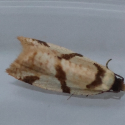 Fuscicepsana fuscicepsana (A Tortricid moth) at Broulee Moruya Nature Observation Area - 7 Jul 2024 by LisaH