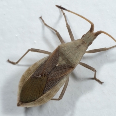 Unidentified True bug (Hemiptera, Heteroptera) at Coolatai, NSW - 23 Mar 2020 by AlexDudley