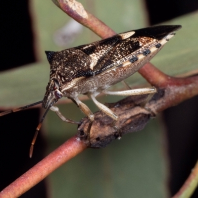 Oechalia schellenbergii (Spined Predatory Shield Bug) at Coolatai, NSW - 24 Mar 2020 by AlexDudley