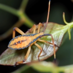 Unidentified True bug (Hemiptera, Heteroptera) at Coolatai, NSW - 1 Dec 2017 by AlexDudley