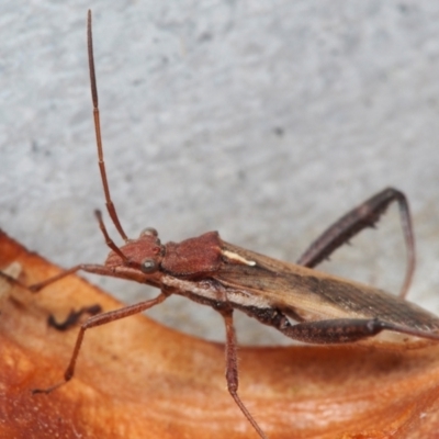 Unidentified True bug (Hemiptera, Heteroptera) at Coolatai, NSW - 1 Dec 2017 by AlexDudley