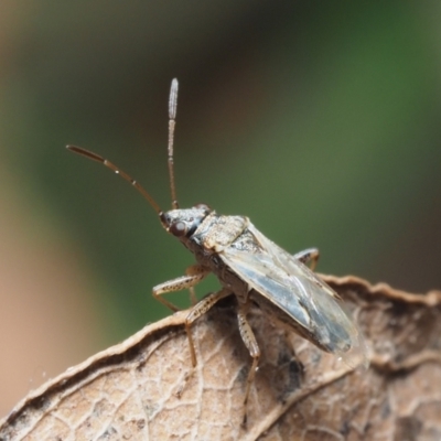 Nysius sp. (genus) (Seed bug) at Coolatai, NSW - 11 Dec 2016 by AlexDudley