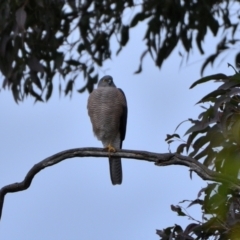 Accipiter cirrocephalus (Collared Sparrowhawk) at Wollondilly Local Government Area - 6 Jul 2024 by Freebird