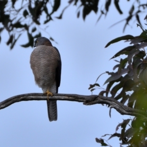 Accipiter cirrocephalus at Wollondilly Local Government Area - 6 Jul 2024