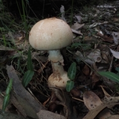 Amanita sp. (Amanita sp.) at Narooma, NSW - 15 Apr 2024 by Bushrevival