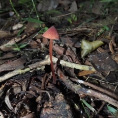 Mycena sp. (genus) (Mycena) at Narooma, NSW - 16 Apr 2024 by Bushrevival