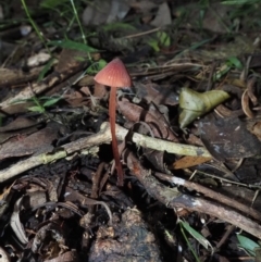 Mycena sp. (Mycena) at Narooma, NSW - 15 Apr 2024 by Bushrevival