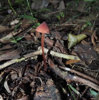 Mycena sp. (Mycena) at Narooma, NSW - 15 Apr 2024 by Bushrevival