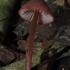 Mycena sp. at Narooma, NSW - 16 Apr 2024