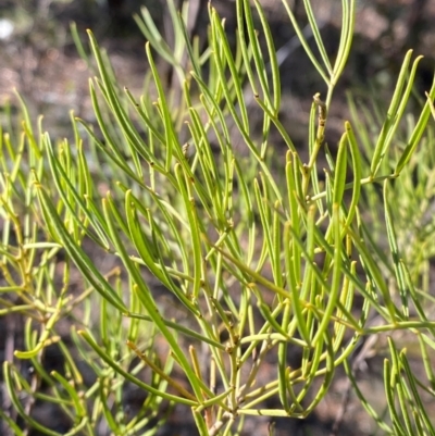 Senna artemisioides subsp. zygophylla (Narrow-Leaf Desert Cassia) at Cocoparra National Park - 23 Jun 2024 by Tapirlord