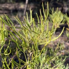 Senna artemisioides subsp. zygophylla at Cocoparra National Park - 23 Jun 2024