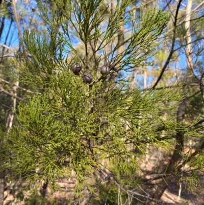 Callitris endlicheri (Black Cypress Pine) at Cocoparra National Park - 23 Jun 2024 by Tapirlord