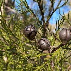 Callitris endlicheri at Cocoparra National Park - 23 Jun 2024